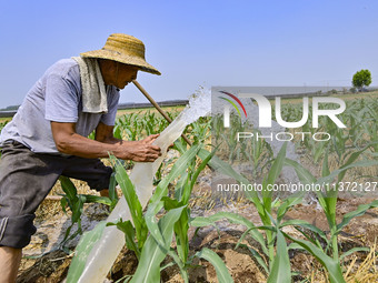 A farmer is pumping water to water corn in Qingzhou, China, on June 30, 2024. (