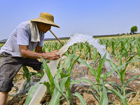 A farmer is pumping water to water corn in Qingzhou, China, on June 30, 2024. (