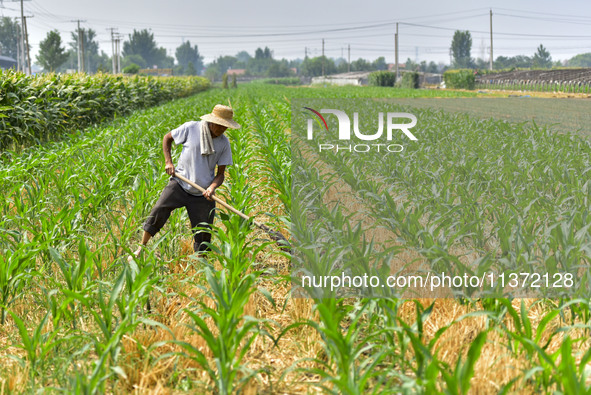 A farmer is pumping water to water corn in Qingzhou, China, on June 30, 2024. 