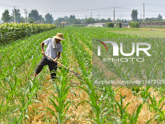 A farmer is pumping water to water corn in Qingzhou, China, on June 30, 2024. (