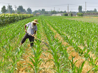 A farmer is pumping water to water corn in Qingzhou, China, on June 30, 2024. (