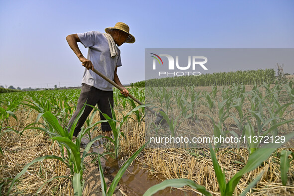 A farmer is pumping water to water corn in Qingzhou, China, on June 30, 2024. 