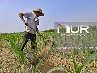 A farmer is pumping water to water corn in Qingzhou, China, on June 30, 2024. (