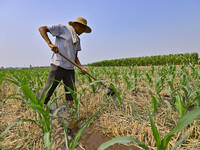 A farmer is pumping water to water corn in Qingzhou, China, on June 30, 2024. (