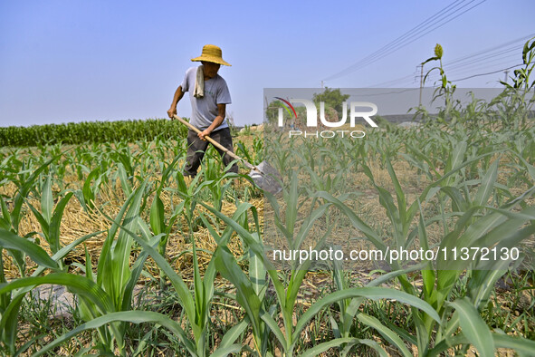 A farmer is pumping water to water corn in Qingzhou, China, on June 30, 2024. 