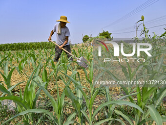 A farmer is pumping water to water corn in Qingzhou, China, on June 30, 2024. (