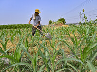 A farmer is pumping water to water corn in Qingzhou, China, on June 30, 2024. (