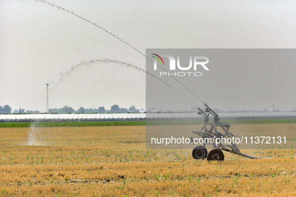 A sprinkler is working in a field in Qingzhou, China, on June 30, 2024. 