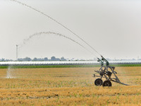 A sprinkler is working in a field in Qingzhou, China, on June 30, 2024. (