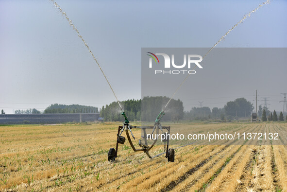 A sprinkler is working in a field in Qingzhou, China, on June 30, 2024. 