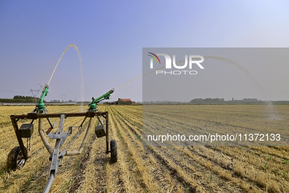 A sprinkler is working in a field in Qingzhou, China, on June 30, 2024. 