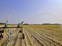 A sprinkler is working in a field in Qingzhou, China, on June 30, 2024. (