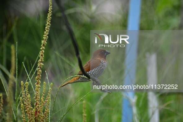 A Scaly-breasted munia or spotted munia (Lonchura punctulata) is being seen in Nagaon District, Assam, India, on June 30, 2024. 