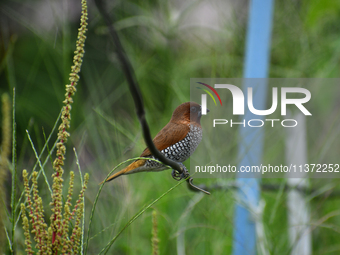 A Scaly-breasted munia or spotted munia (Lonchura punctulata) is being seen in Nagaon District, Assam, India, on June 30, 2024. (