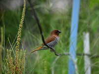 A Scaly-breasted munia or spotted munia (Lonchura punctulata) is being seen in Nagaon District, Assam, India, on June 30, 2024. (