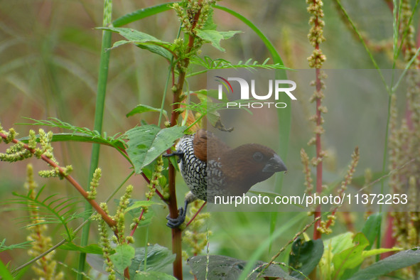 A Scaly-breasted munia or spotted munia (Lonchura punctulata) is being seen in Nagaon District, Assam, India, on June 30, 2024. 