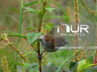 A Scaly-breasted munia or spotted munia (Lonchura punctulata) is being seen in Nagaon District, Assam, India, on June 30, 2024. (