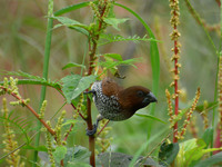 A Scaly-breasted munia or spotted munia (Lonchura punctulata) is being seen in Nagaon District, Assam, India, on June 30, 2024. (