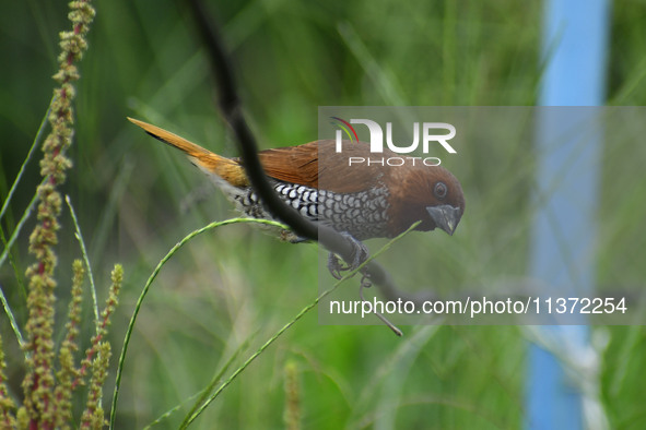 A Scaly-breasted munia or spotted munia (Lonchura punctulata) is being seen in Nagaon District, Assam, India, on June 30, 2024. 