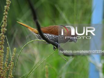 A Scaly-breasted munia or spotted munia (Lonchura punctulata) is being seen in Nagaon District, Assam, India, on June 30, 2024. (