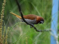 A Scaly-breasted munia or spotted munia (Lonchura punctulata) is being seen in Nagaon District, Assam, India, on June 30, 2024. (