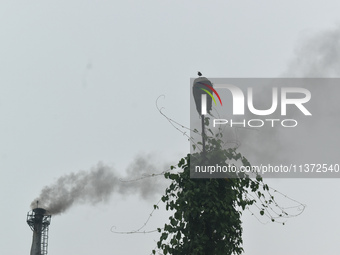 A bird is sitting on a broken lamp post next to a chimney, which is emitting smoke from a factory in an industrial area on the outskirts of...