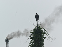 A bird is sitting on a broken lamp post next to a chimney, which is emitting smoke from a factory in an industrial area on the outskirts of...