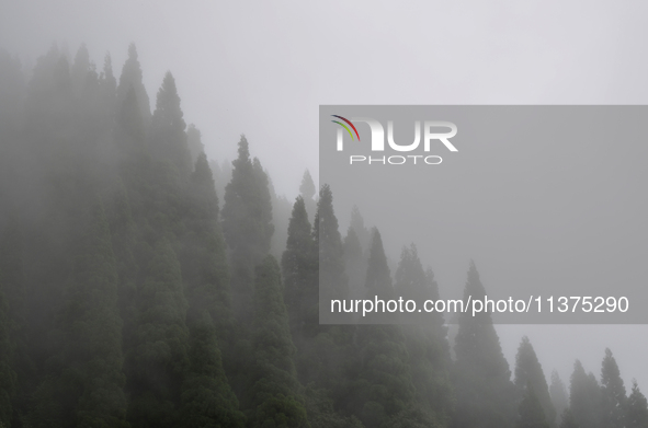 Pine trees are being seen through clouds inside Singalila National Park in Darjeeling District, West Bengal, India, on June 29, 2024. 