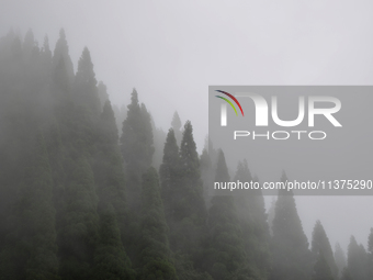 Pine trees are being seen through clouds inside Singalila National Park in Darjeeling District, West Bengal, India, on June 29, 2024. (