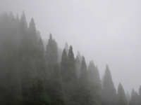 Pine trees are being seen through clouds inside Singalila National Park in Darjeeling District, West Bengal, India, on June 29, 2024. (