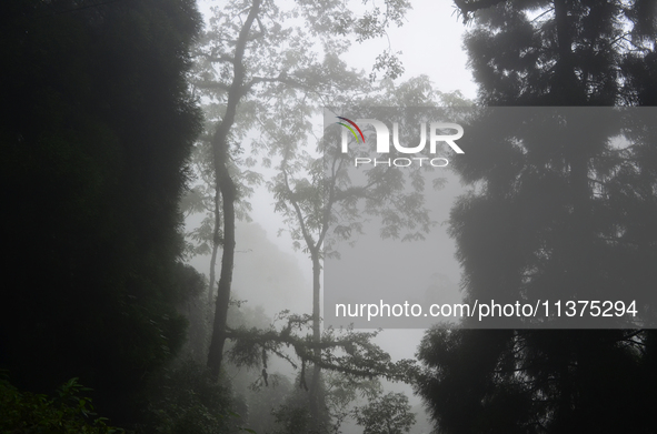 Forest trees are being seen through clouds inside Singalila National Park in Darjeeling District, West Bengal, India, on June 29, 2024. 