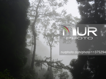 Forest trees are being seen through clouds inside Singalila National Park in Darjeeling District, West Bengal, India, on June 29, 2024. (