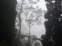 Forest trees are being seen through clouds inside Singalila National Park in Darjeeling District, West Bengal, India, on June 29, 2024. (