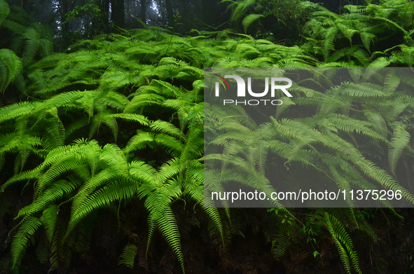 Patterns of fern leaves are being seen inside Singalila National Park in Darjeeling District, West Bengal, India, on June 29, 2024. 