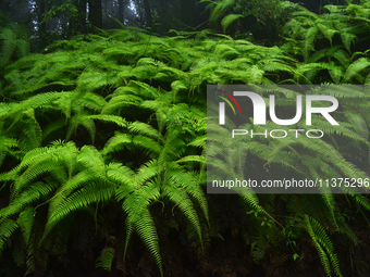 Patterns of fern leaves are being seen inside Singalila National Park in Darjeeling District, West Bengal, India, on June 29, 2024. (