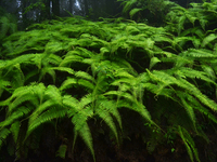 Patterns of fern leaves are being seen inside Singalila National Park in Darjeeling District, West Bengal, India, on June 29, 2024. (