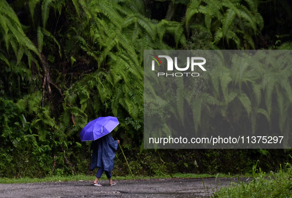 A woman is walking past fern leaves inside Singalila National Park in Darjeeling District, West Bengal, India, on June 29, 2024. 