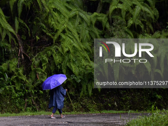 A woman is walking past fern leaves inside Singalila National Park in Darjeeling District, West Bengal, India, on June 29, 2024. (