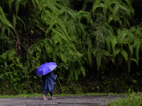 A woman is walking past fern leaves inside Singalila National Park in Darjeeling District, West Bengal, India, on June 29, 2024. (