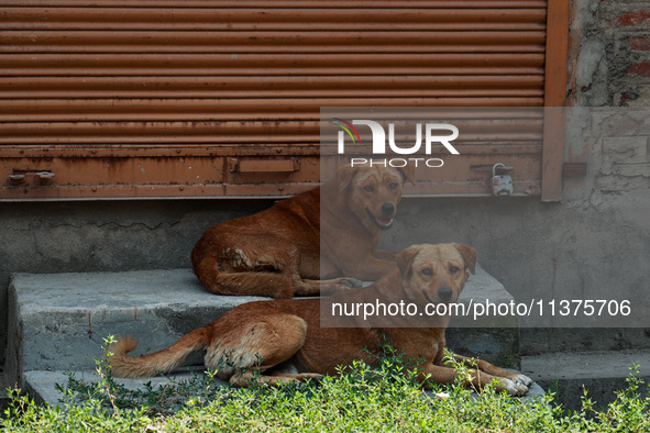 Stray dogs are taking rest on the threshold of a closed shop on a hot summer day in Sopore, Jammu and Kashmir, India, on July 1, 2024. 