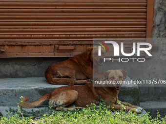 Stray dogs are taking rest on the threshold of a closed shop on a hot summer day in Sopore, Jammu and Kashmir, India, on July 1, 2024. (