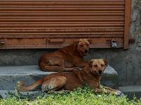 Stray dogs are taking rest on the threshold of a closed shop on a hot summer day in Sopore, Jammu and Kashmir, India, on July 1, 2024. (