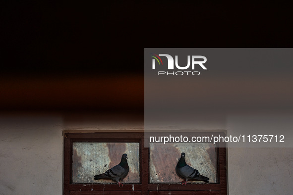 Pigeons are taking rest on a window frame on a hot summer day in Sopore, Jammu and Kashmir, India, on July 1, 2024. 