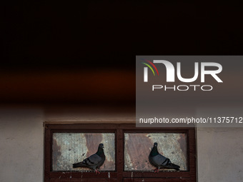 Pigeons are taking rest on a window frame on a hot summer day in Sopore, Jammu and Kashmir, India, on July 1, 2024. (