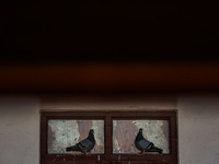 Pigeons are taking rest on a window frame on a hot summer day in Sopore, Jammu and Kashmir, India, on July 1, 2024. (