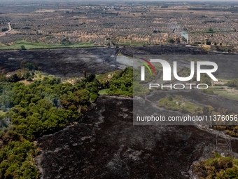 A drone view of wildfire in Le Cesine Nature Reserve, Italy, on July 1, 2024. A vast fire broke out in the afternoon on June 30, 2024, in th...