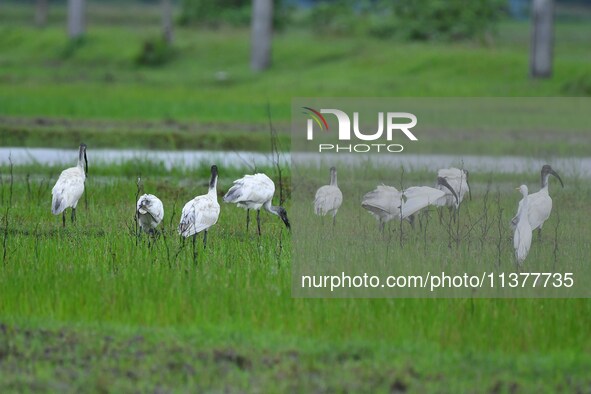 A flock of ibis is searching for food at a paddy field in Nagaon District of Assam, India, on July 2, 2024. 