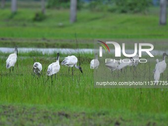 A flock of ibis is searching for food at a paddy field in Nagaon District of Assam, India, on July 2, 2024. (