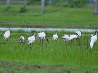 A flock of ibis is searching for food at a paddy field in Nagaon District of Assam, India, on July 2, 2024. (