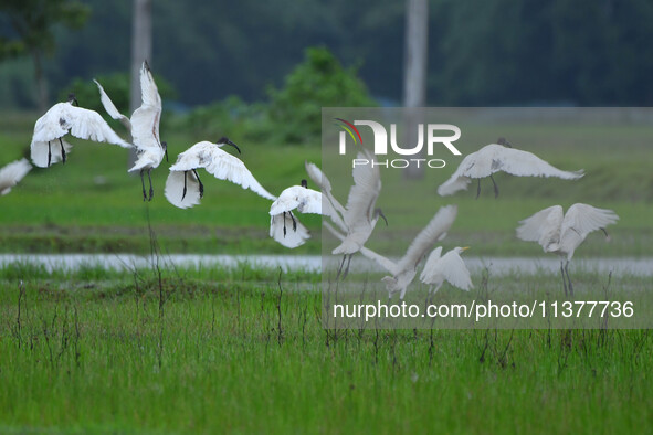 A flock of ibis is searching for food at a paddy field in Nagaon District of Assam, India, on July 2, 2024. 